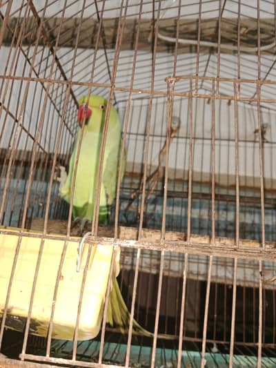 bolne wale female ha