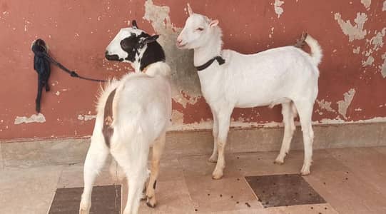 Teddy Bakre Male goats