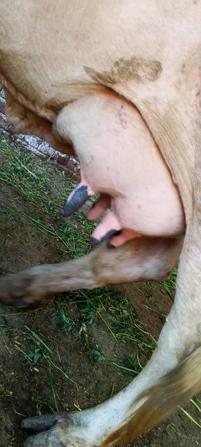 تیسرا سوا گاے دودھ 16کلو ساتھ وچھی