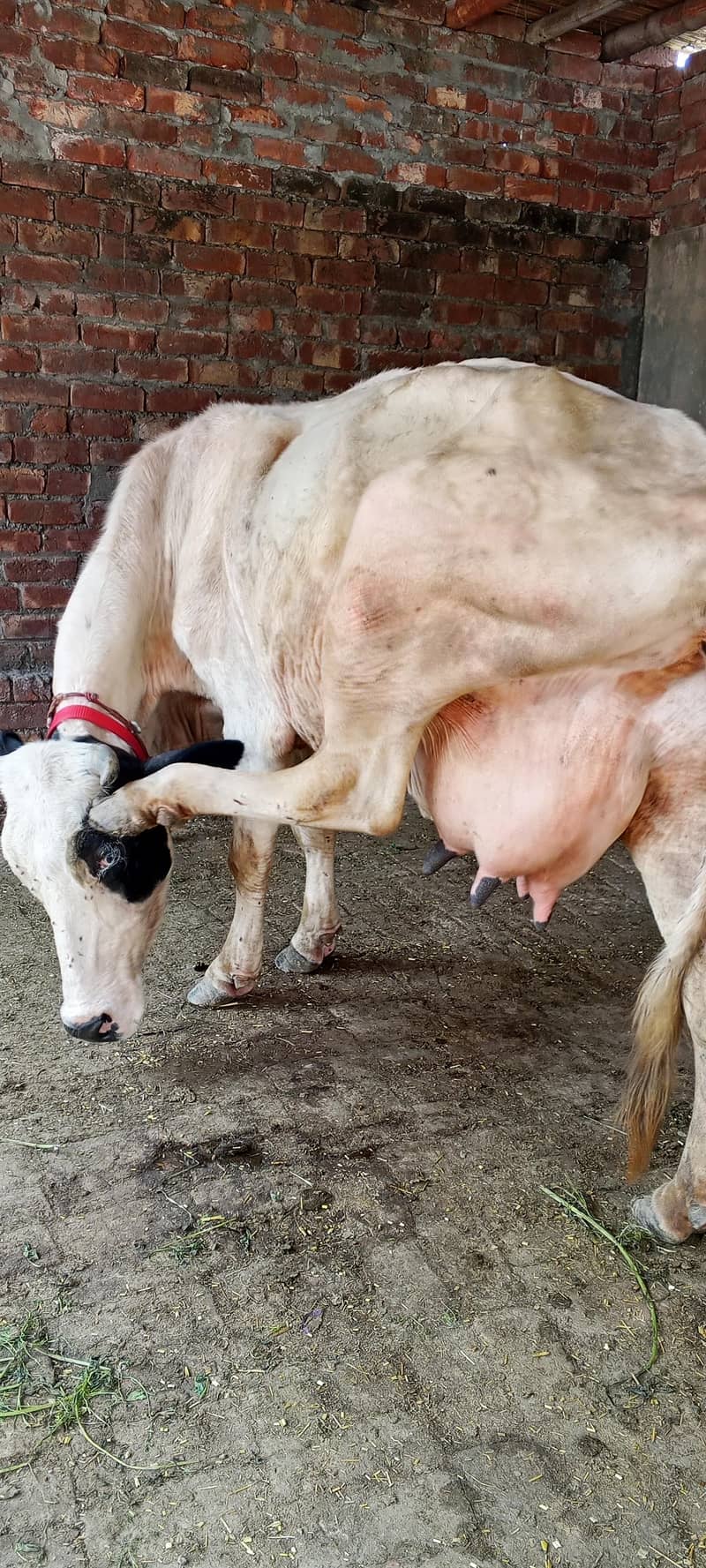 تیسرا سوا گاے دودھ 16کلو ساتھ وچھی 1