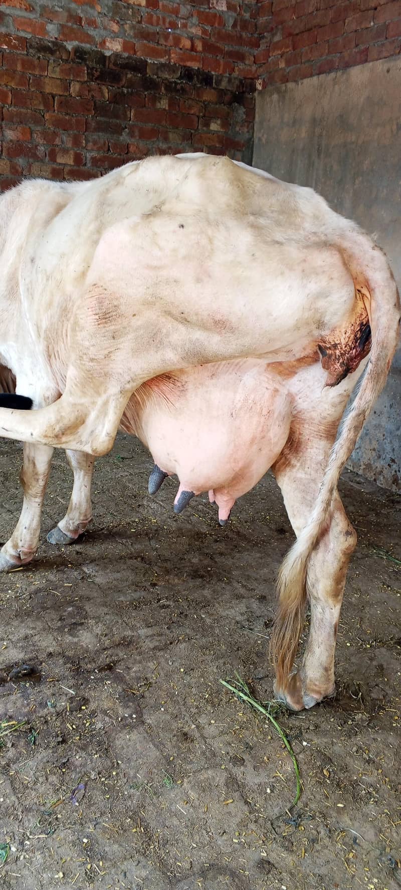 تیسرا سوا گاے دودھ 16کلو ساتھ وچھی 2