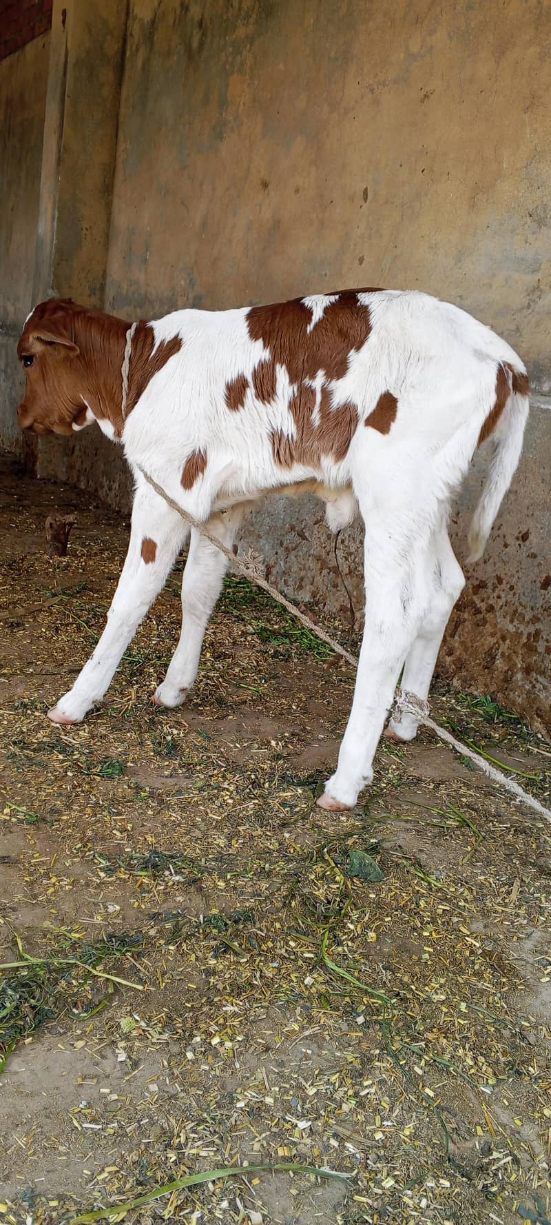 تیسرا سوا گاے دودھ 16کلو ساتھ وچھی 3