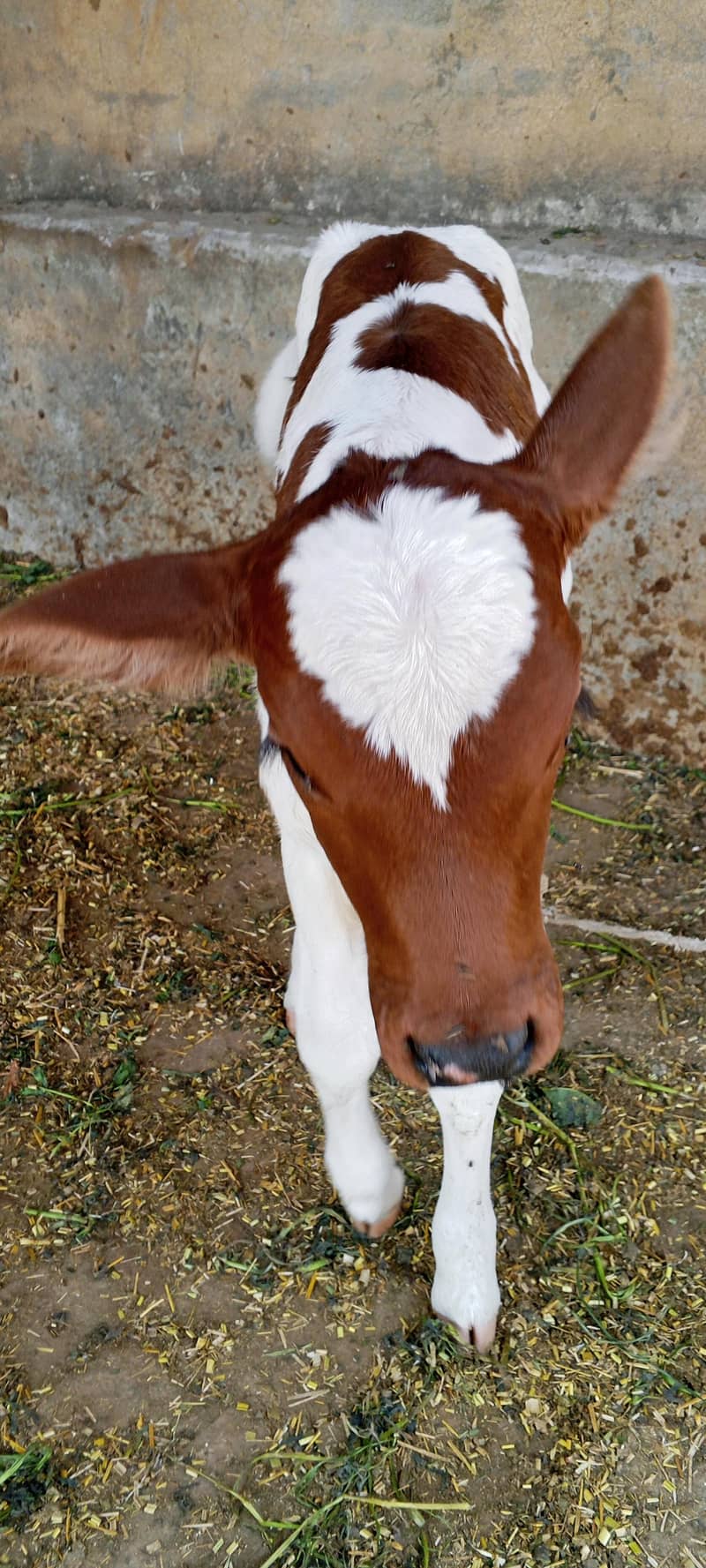 تیسرا سوا گاے دودھ 16کلو ساتھ وچھی 4