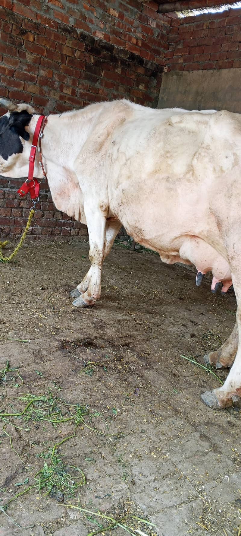 تیسرا سوا گاے دودھ 16کلو ساتھ وچھی 5