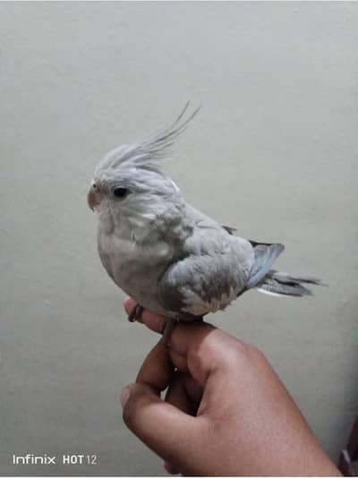 hand tamed female cocktail