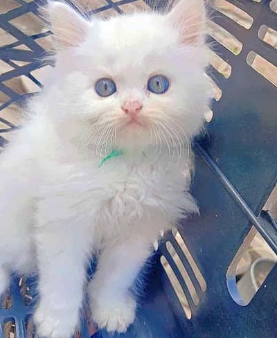 my beautiful cat for sell 0345/52/67/595 my contact