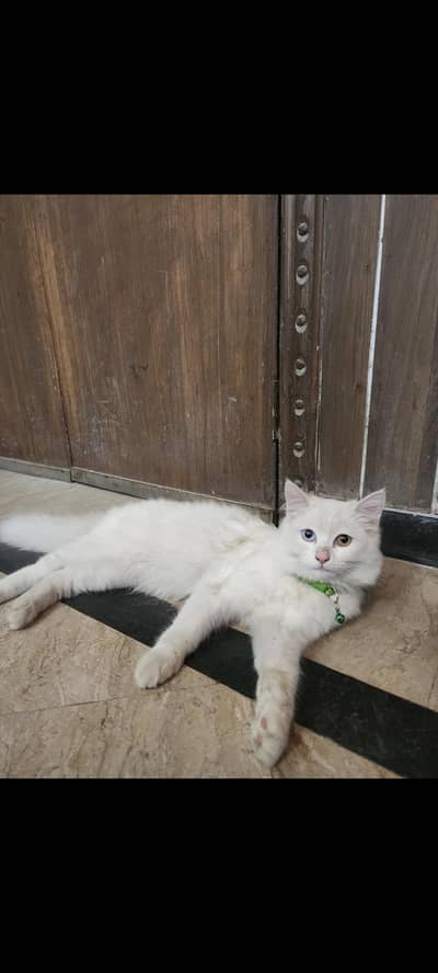 Persian Cat Pair Male & Female Blue Eyes