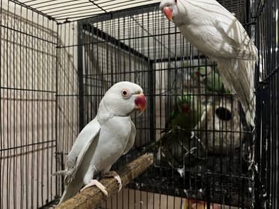 Lacewing x white pair for sale