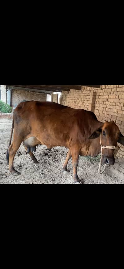 sahiwal jersey cross