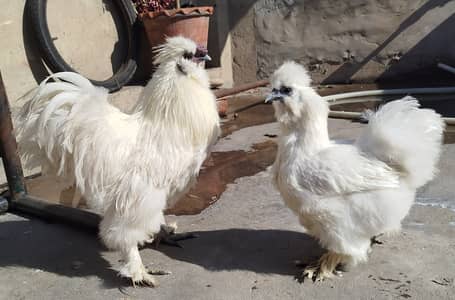 Silkie Blue Ear Five finger Rosecomb Breeder Pair. سلکی بریڈر جوڑا۔