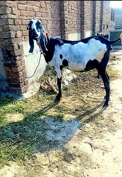 beetal female 8 daant 4 months ki gabhan