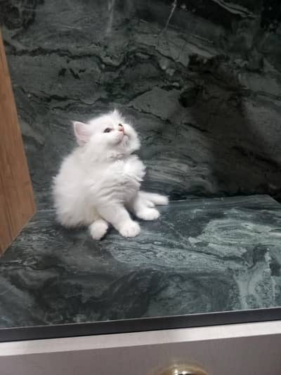 white persian kitten