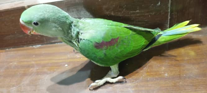 kashmiri Pahari chicks raw alexandrine