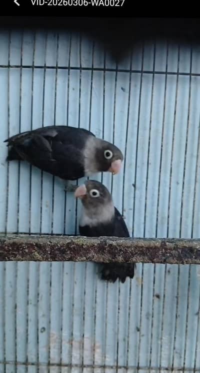 budgie , finch , persnata