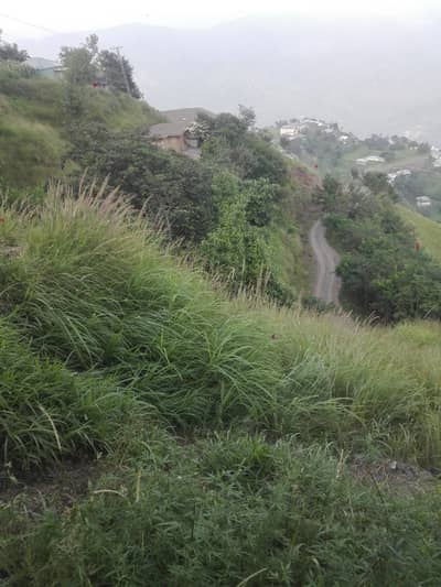 AoA I am saling my Australian porrat urgently