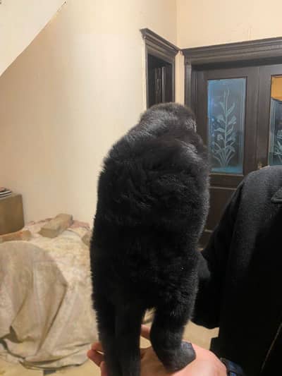 Black german shepherd