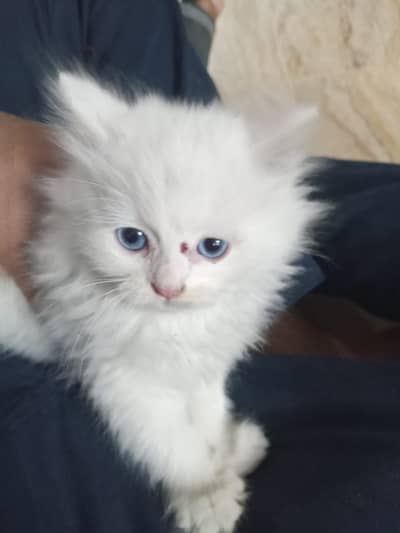 Persian kitten for sale blue eyes