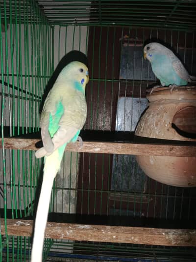budgie , finch , persnata