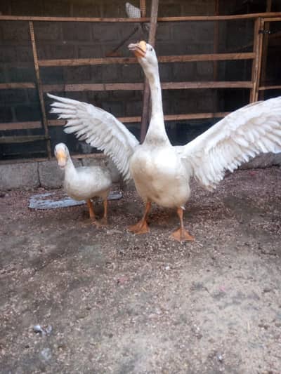 Big duck Long neck ducks