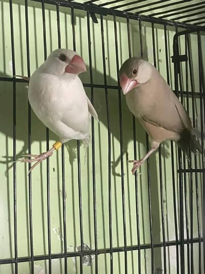 Fawn Java Breeder Pairs , Gouldian Pairs , Under Size Finch