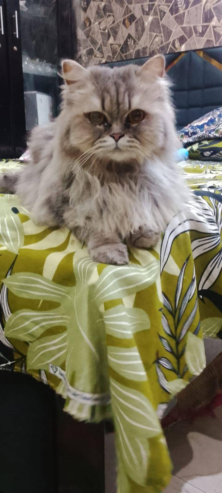 Triple code Doll face 0