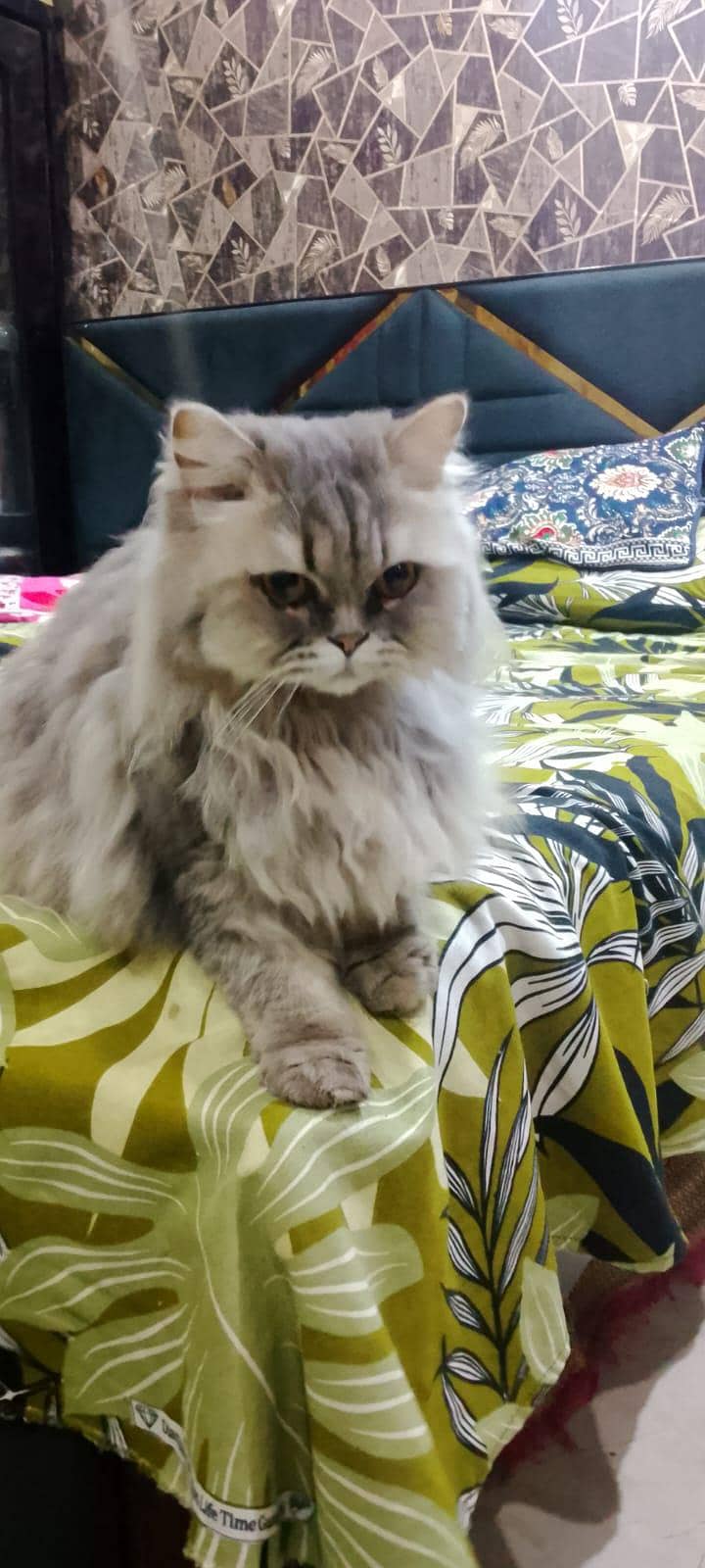 Triple code Doll face 1