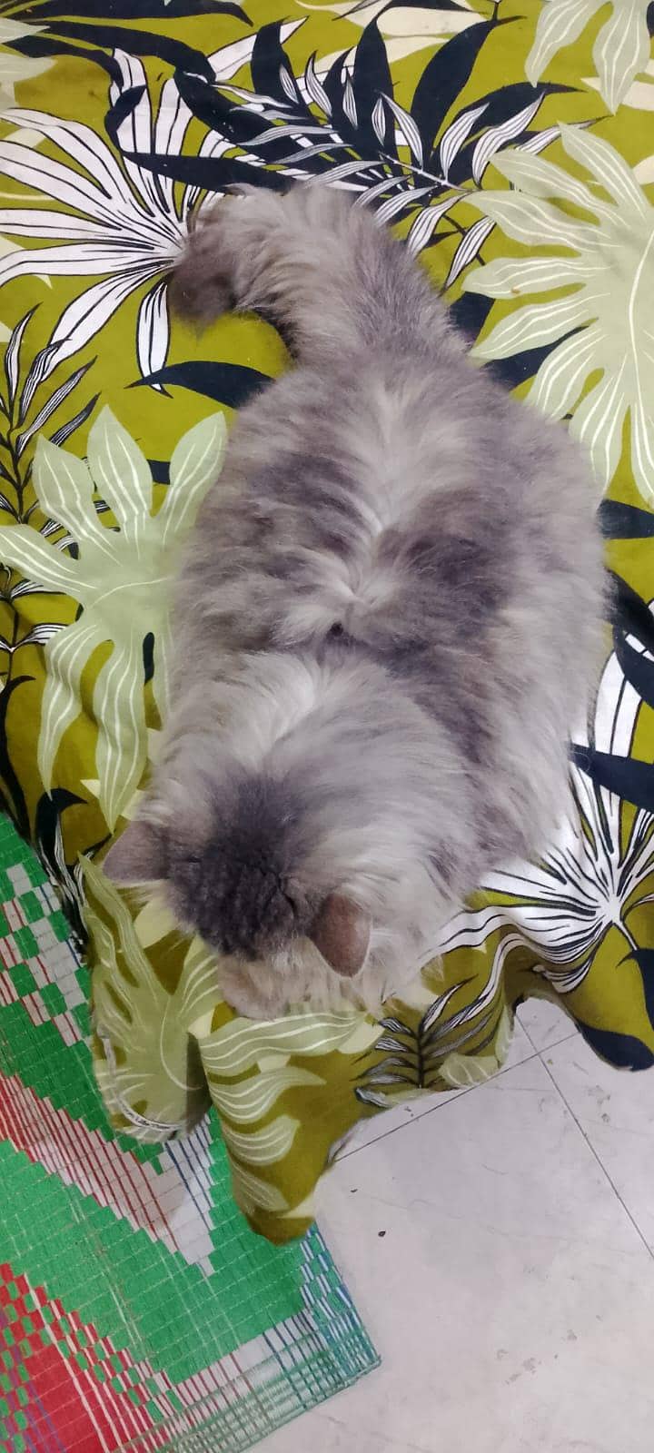 Triple code Doll face 2