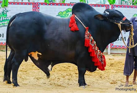 heavy weight bull 03291527829