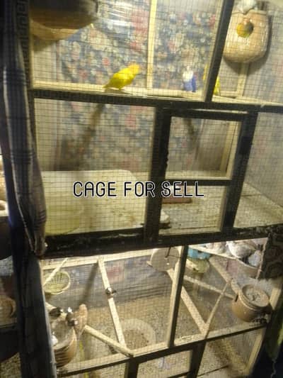 BUDGIES, LOVEBIRD,DOVE,JAWA, COCKTAIL, BENGLIES