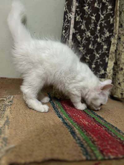 perssion kitten vaccinated