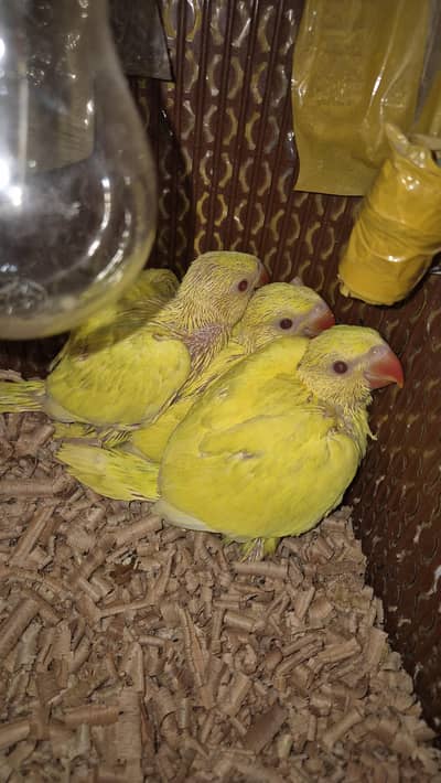 Yellow & Green Ringneck Chicks