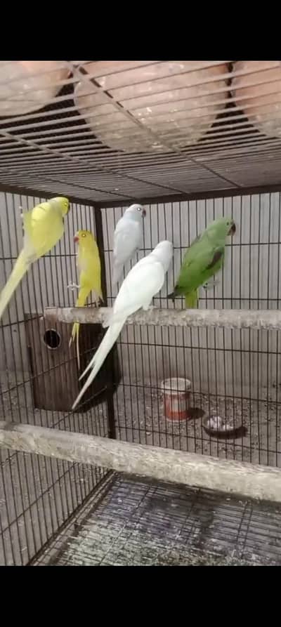 pairs and single parrots for sale