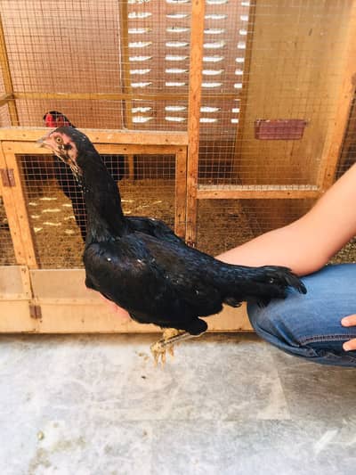 Exchange possible with dragon female or other imported breeds