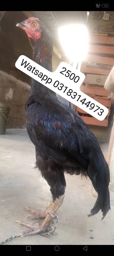 aseel murga | murga | aseel murgi