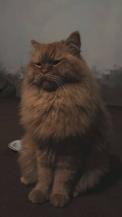 Persian Tripple coat male