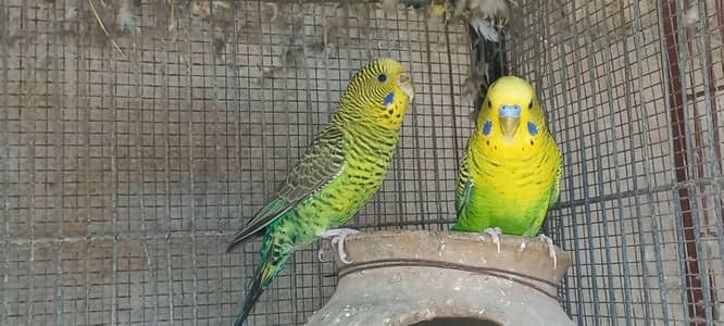 top Quality black Wing Pair  Quality marking