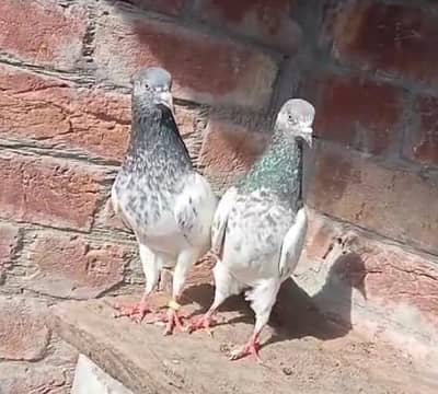 pair fore sale 03246590010 nasli