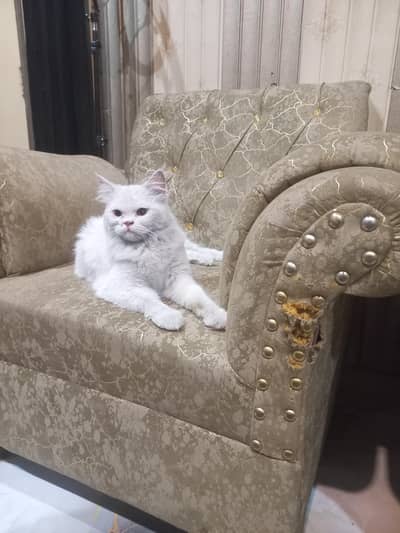 Persian cat for sale