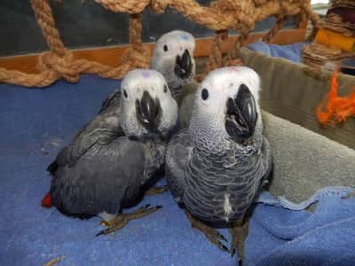 African grey parrot chik 03363938133