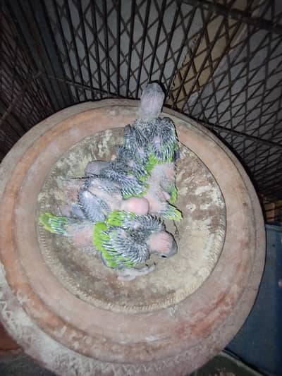 RINGNECK PARROT CHICKS