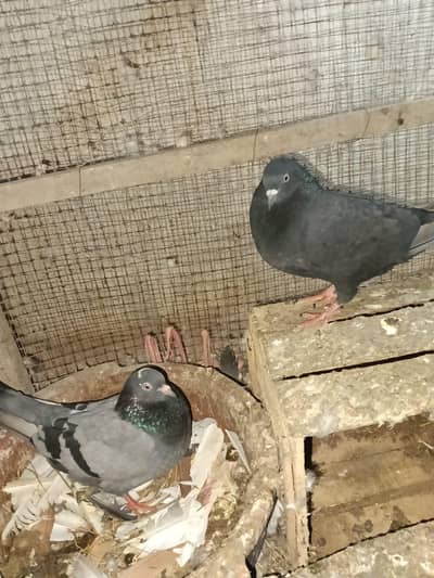 Block tuma nar dabaz madi full bleedr player