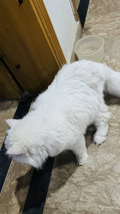 Two cats male and female