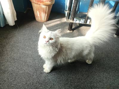 Beautiful Long Coat Female Cat on heat – 9 Months – Litter Trained