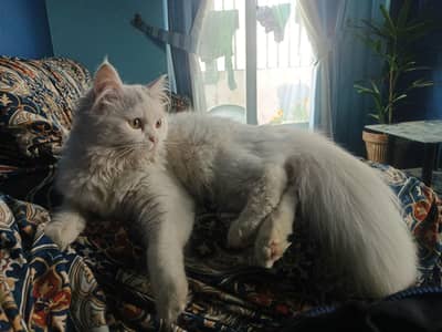 Beautiful Long Coat Female Cat on heat – 9 Months – Litter Trained