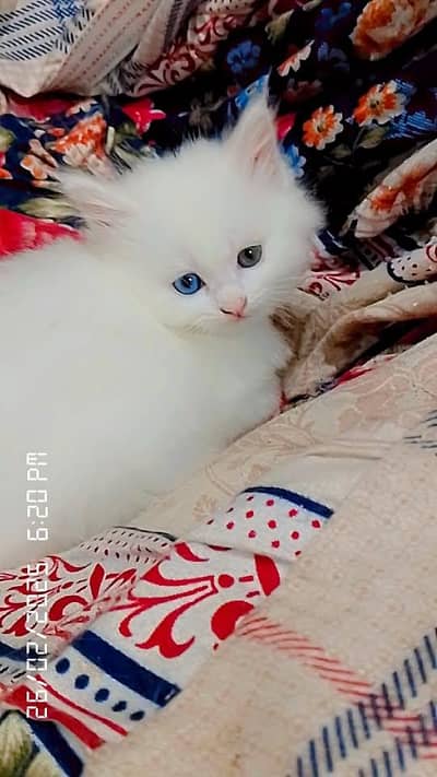 4 kittens available for sale one kitten available in different eyes