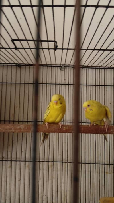 Australian pair red eyes and black eyes for sale