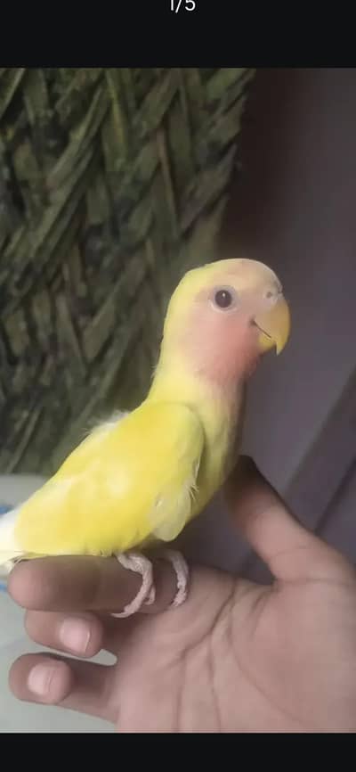 common latino ka patha hand tame flying kata h