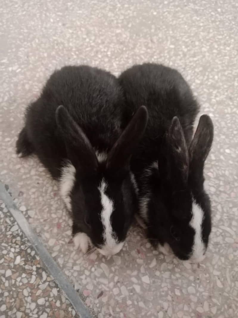 Rabbits 2