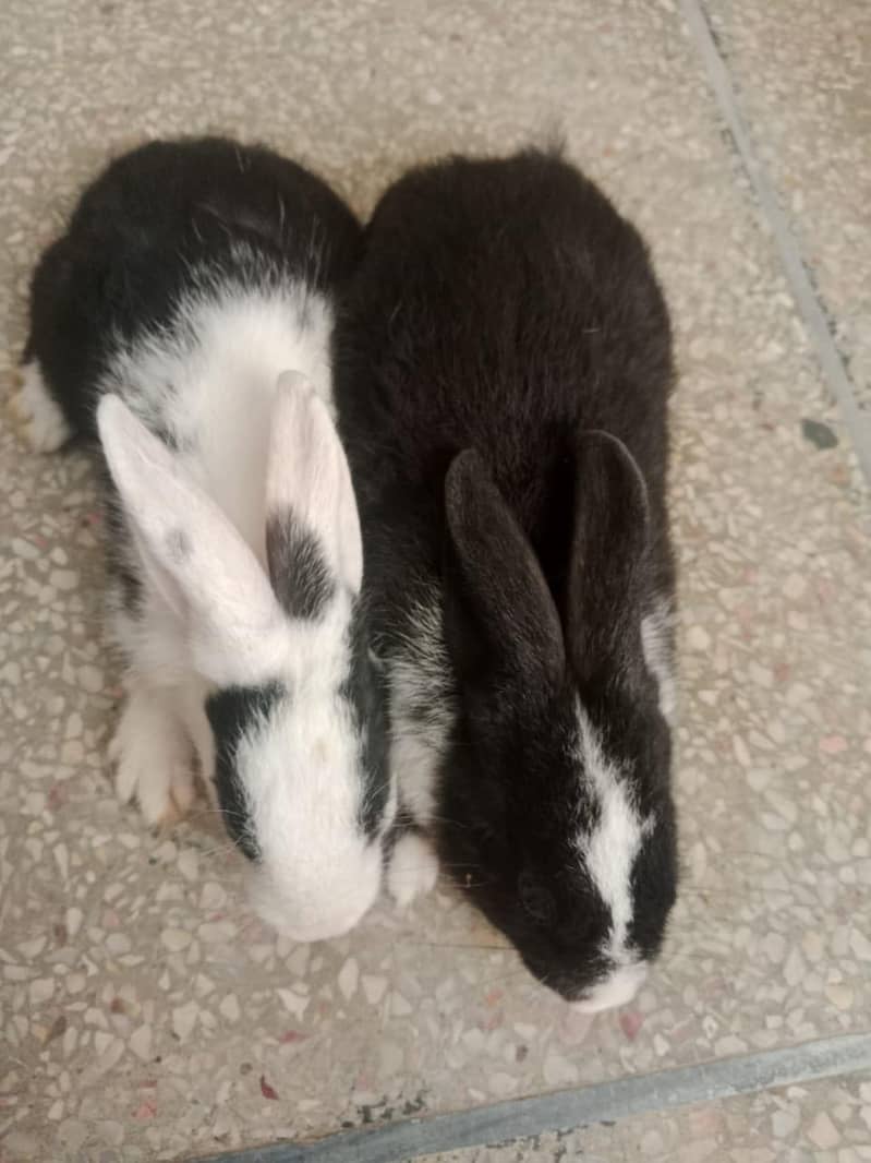 Rabbits 3