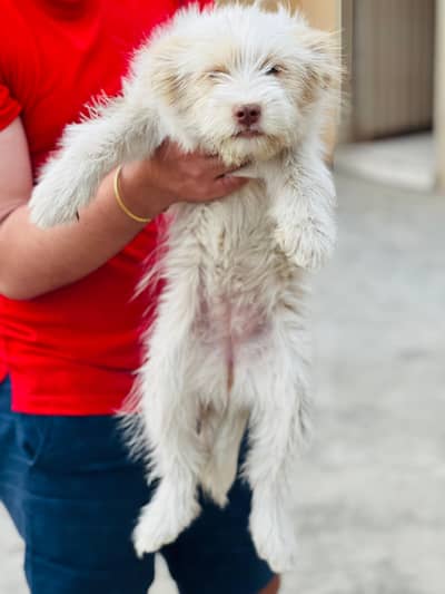 Russian poodle puppy
